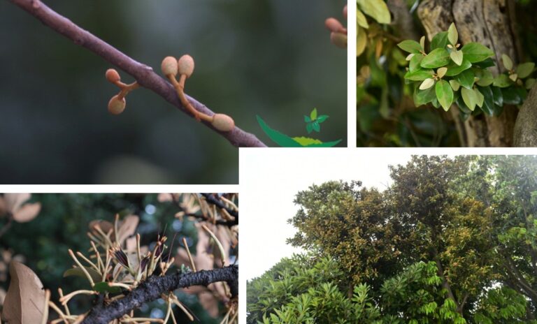 참나무겨우살이