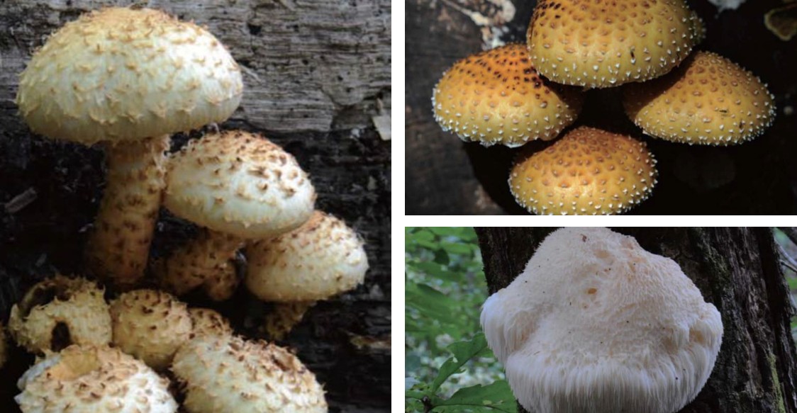 참나무류 심재부후병