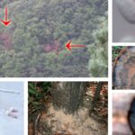 참나무시들음병