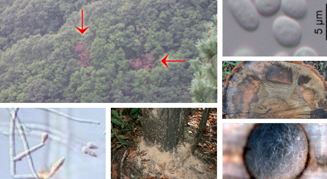 참나무시들음병