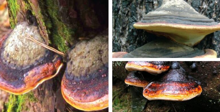 침엽수 줄기심재썩음병