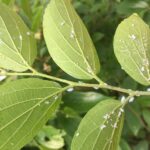 팽나무알락진딧물