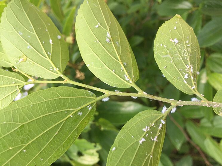 팽나무알락진딧물