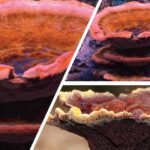 침엽수 근주심재부후병