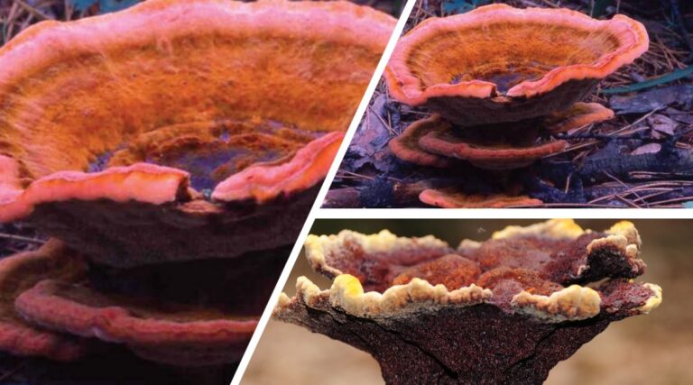 침엽수 근주심재부후병