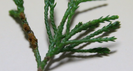 향나무 겨울포자퇴 이미지