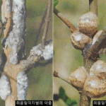 쥐똥밀깍지벌레