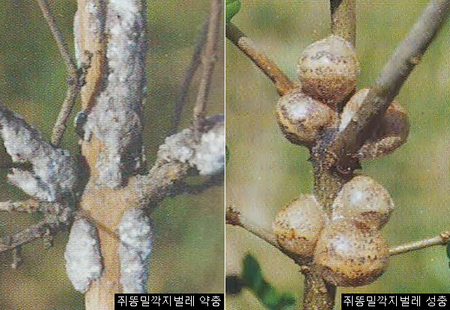 쥐똥밀깍지벌레