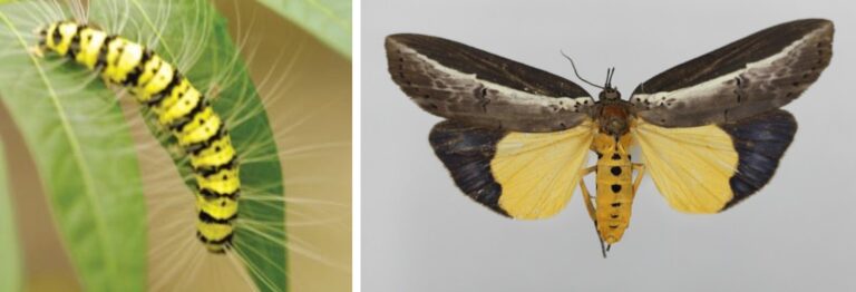 가중나무껍질밤나방