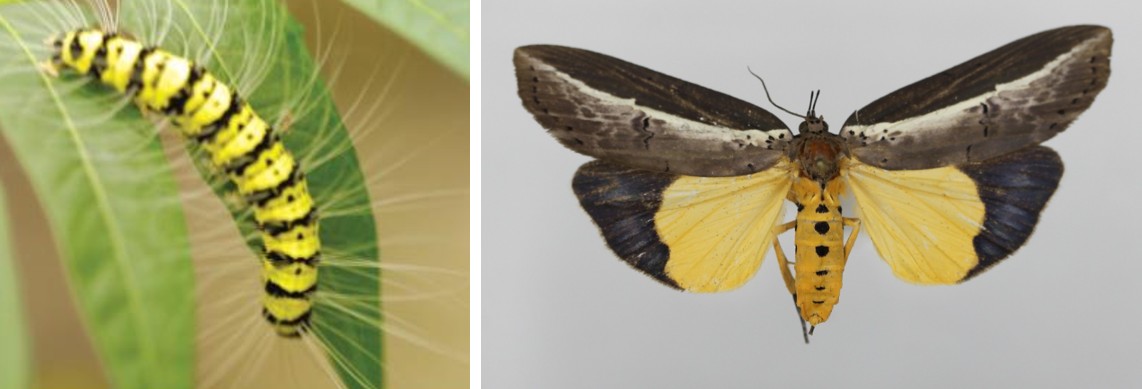 가중나무껍질밤나방