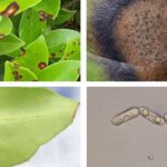 광나무 점무늬병