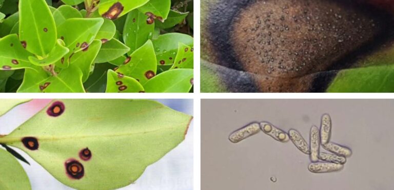 광나무 점무늬병