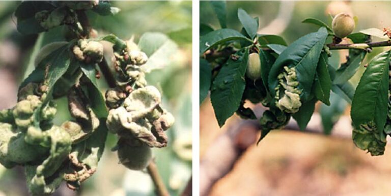 꽃복숭아 오갈병