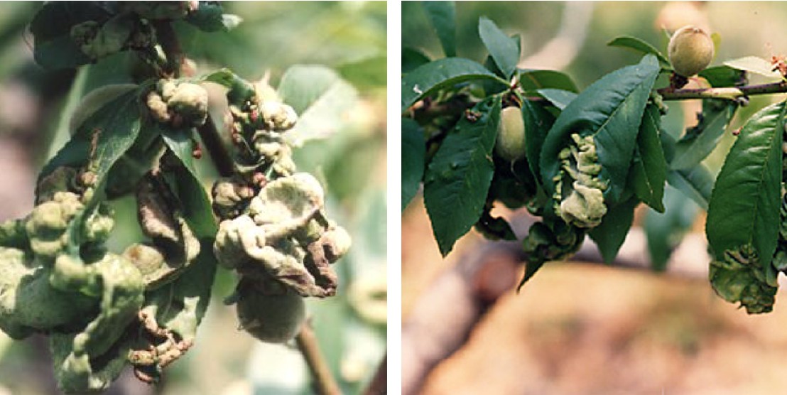 꽃복숭아 오갈병