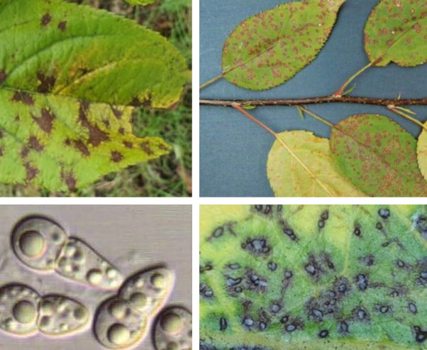 꽃사과 갈색무늬병