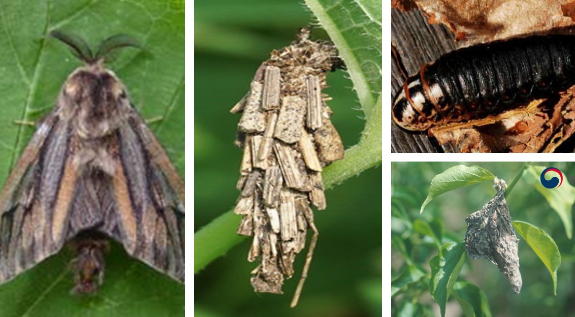 남방차주머니나방