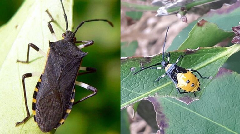 노랑배허리노린재