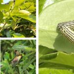 노랑털알락나방