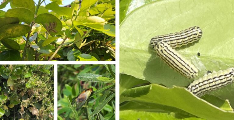 노랑털알락나방