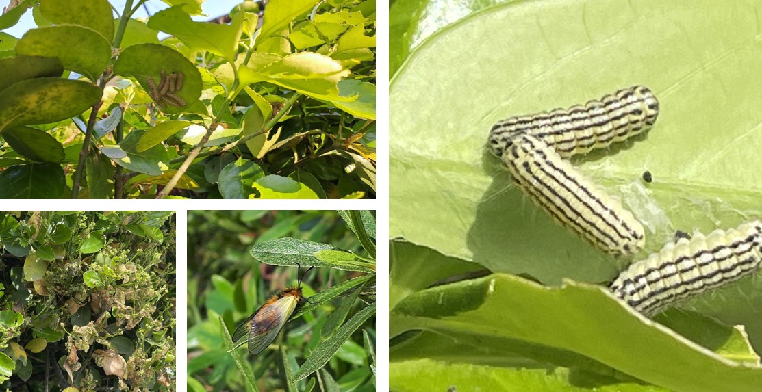 노랑털알락나방