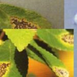 느릅나무 검은무늬병