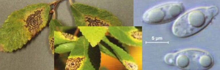 느릅나무 검은무늬병