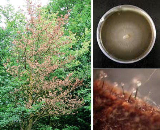 느릅나무 시들음병