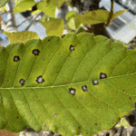 느티나무 흰별무늬병