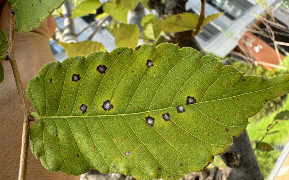 느티나무 흰별무늬병