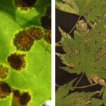 단풍나무 타르점무늬병