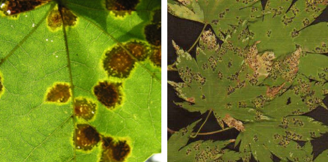 단풍나무 타르점무늬병