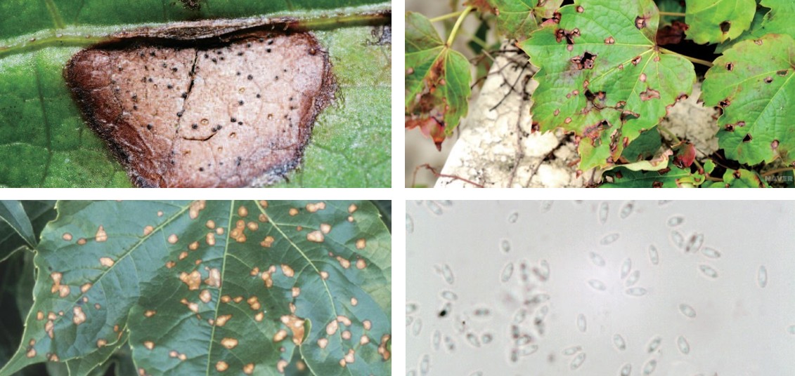 담쟁이덩굴 둥근무늬병