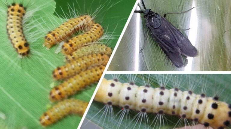 대나무쐐기알락나방