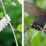 두줄제비나비붙이