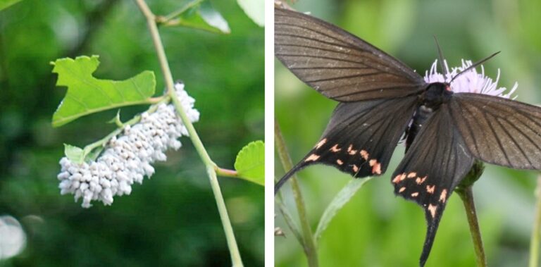 두줄제비나비붙이