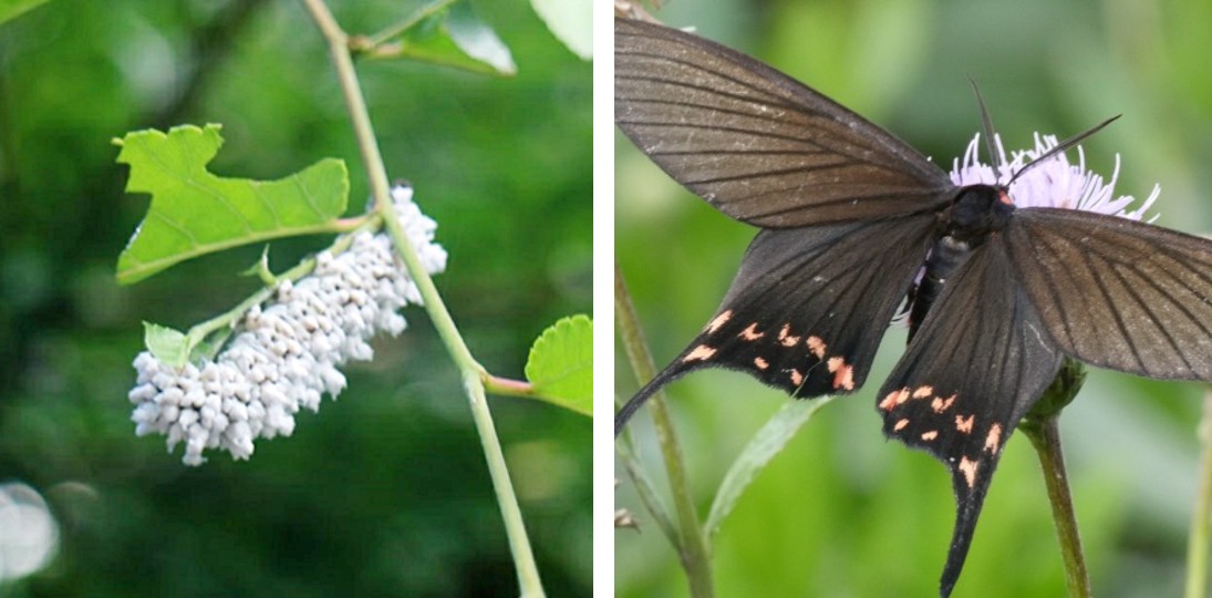 두줄제비나비붙이