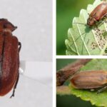 띠띤수염잎벌레