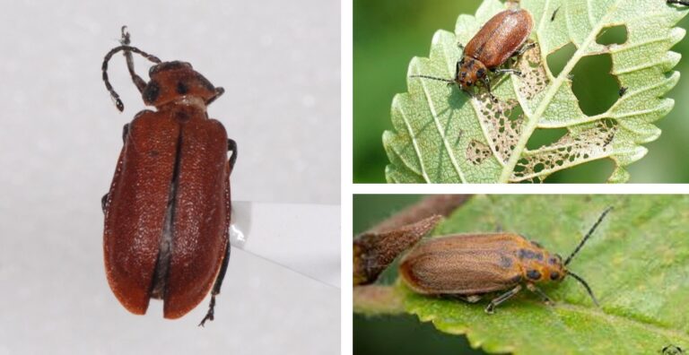 띠띤수염잎벌레