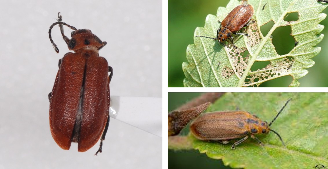 띠띤수염잎벌레