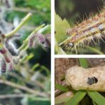 먹무늬재주나방