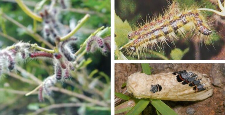 먹무늬재주나방