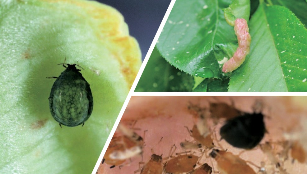 모리츠잎혹진딧물