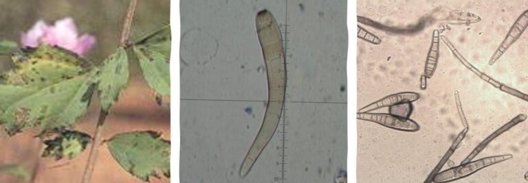 무궁화 점무늬병