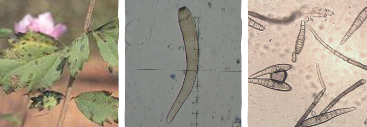 무궁화 점무늬병