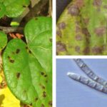 박태기나무 모무늬병