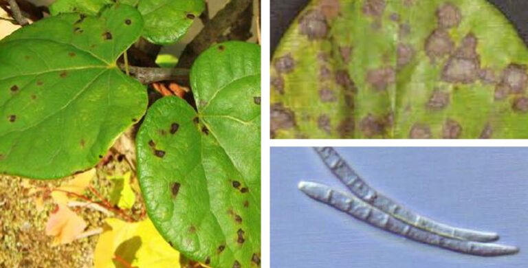 박태기나무 모무늬병