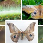 밤나무산누에나방