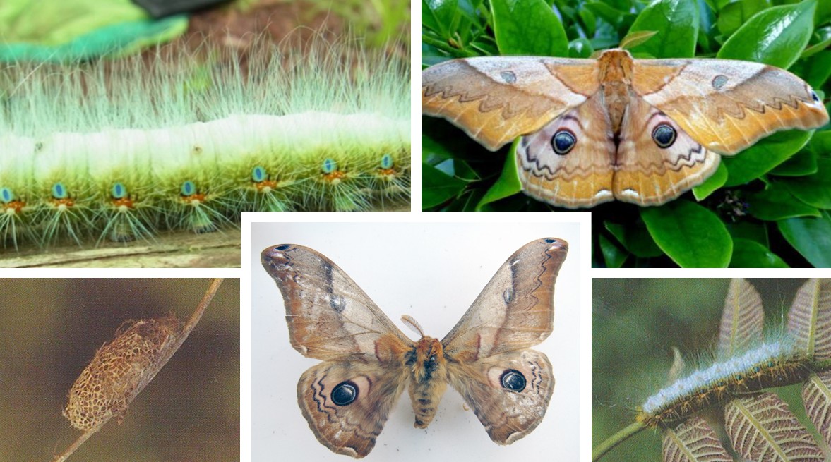 밤나무산누에나방