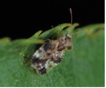 배나무방패벌레