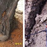 벚나무사향하늘소